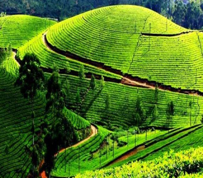 Bangalore to Coorg Tour Package